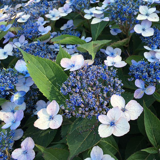Hortensia serrata MAGIC PILLOW - HORTENSII- de vanzare 2026