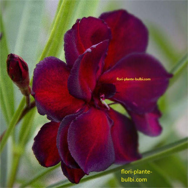 150 (1) - LEANDRI DE VANZARE -2026