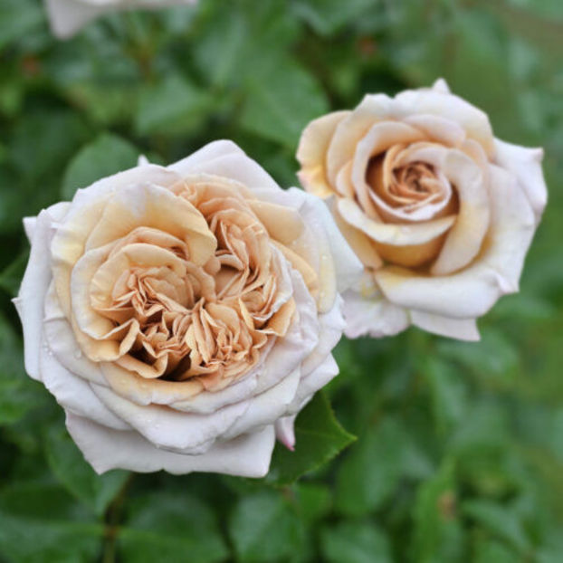 Rallye-des-Gazelles- - TRANDAFIRI FLORIBUNDA de vanzare-2026