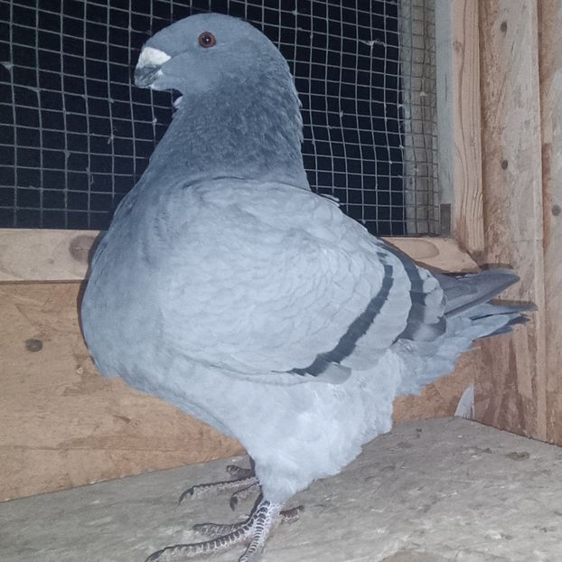 F-2025 No. - AMERICAN GiANT HOMER MATCA