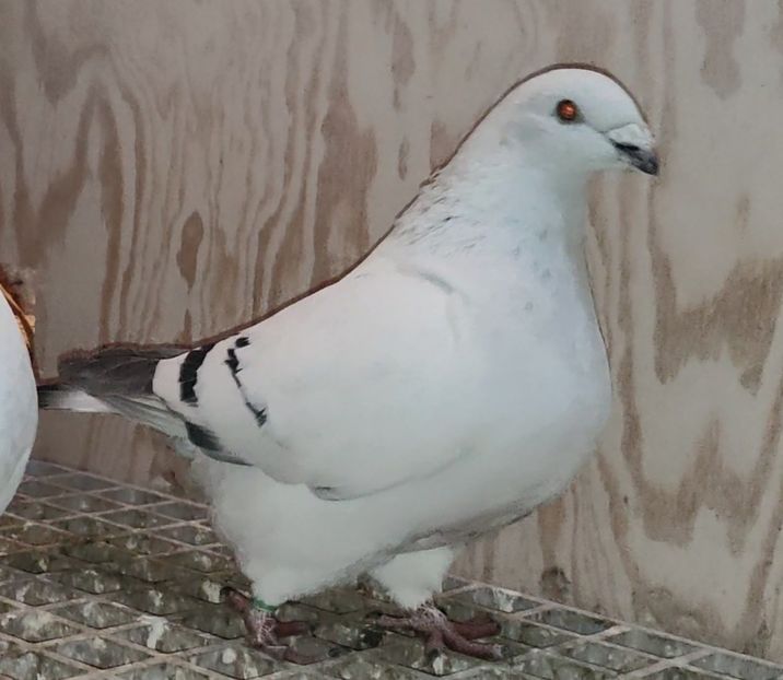 29 - c- MLODE 2025 YOUTH