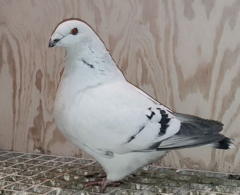 29 - c- MLODE 2025 YOUTH