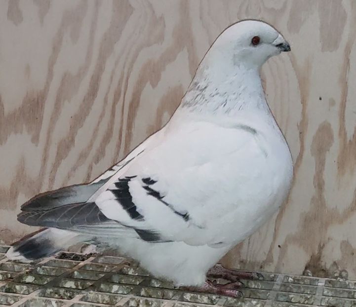 29 - c- MLODE 2025 YOUTH