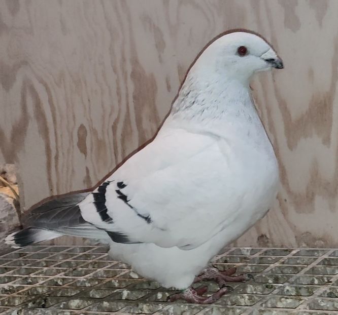 29 - c- MLODE 2025 YOUTH