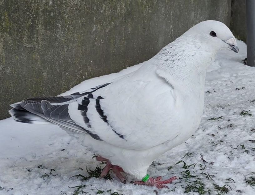 41 - c- MLODE 2025 YOUTH