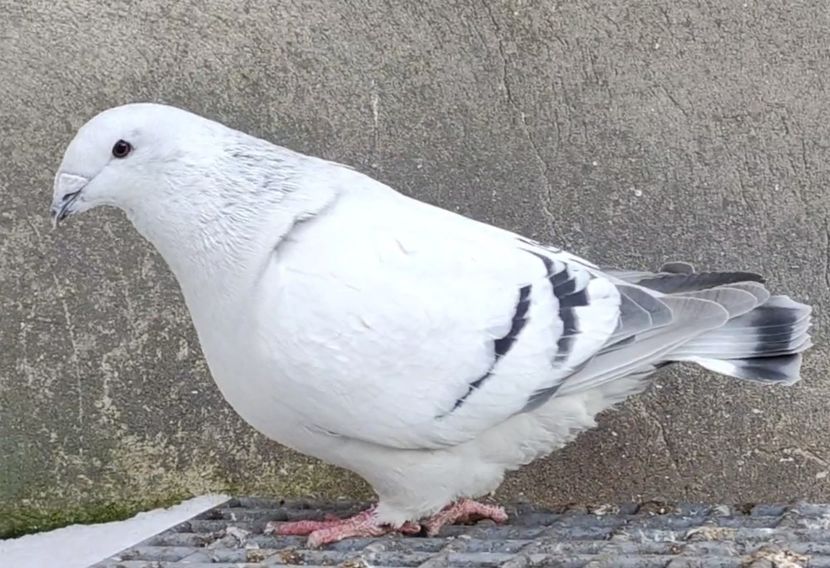 41 - c- MLODE 2025 YOUTH