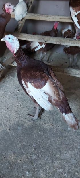 Screenshot_20260104_071130_Gallery - Curci red bourbon!