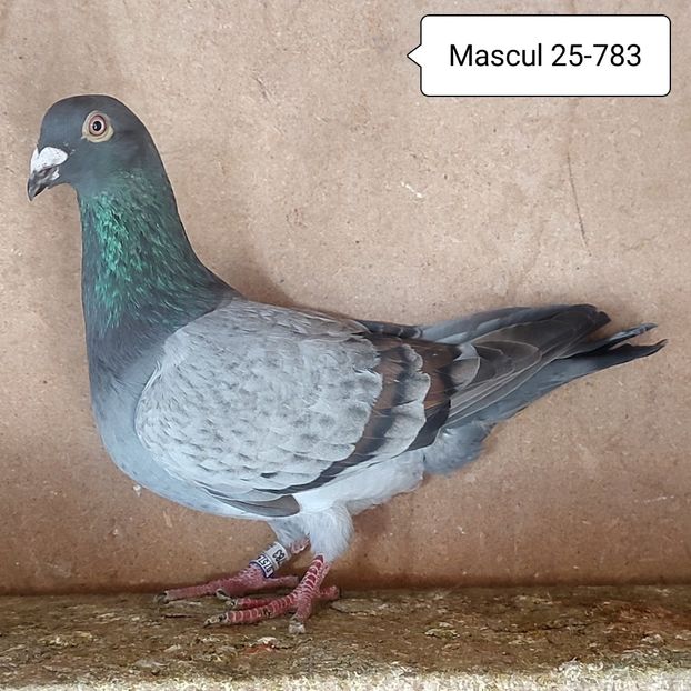 Mascul 25-783....-10 lei - 90 Porumbei de vanzare