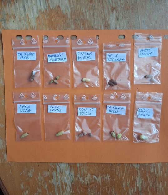  - A Pachet nr 11 rezervat