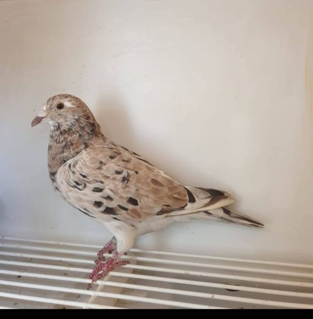  - Nu îmi aparțin 11