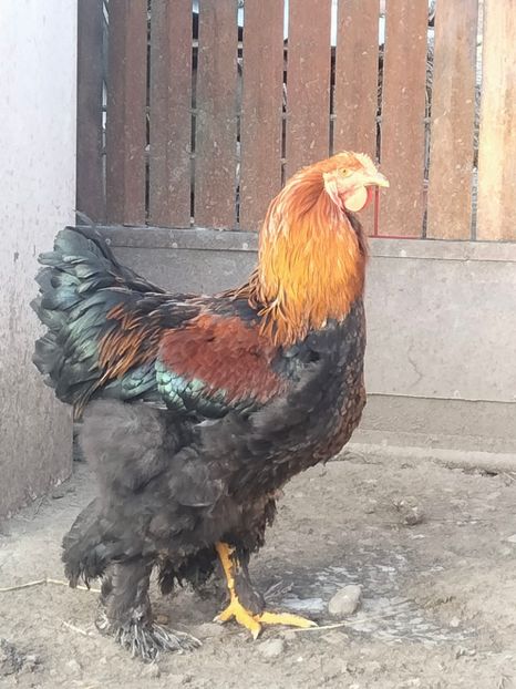 M - BRAHMA TINERET DISPONIBILI