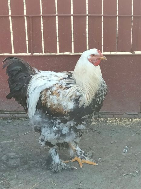 M - BRAHMA TINERET DISPONIBILI