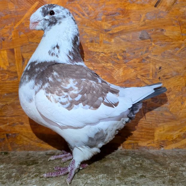 M 2024 - 5--- Masc AGH Matca 2025