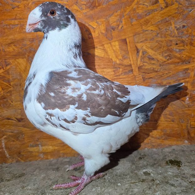 M 2025 - 5--- Masc AGH Matca 2025