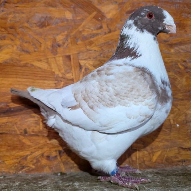 F 2024 - 4--- Fem AGH Matca 2026