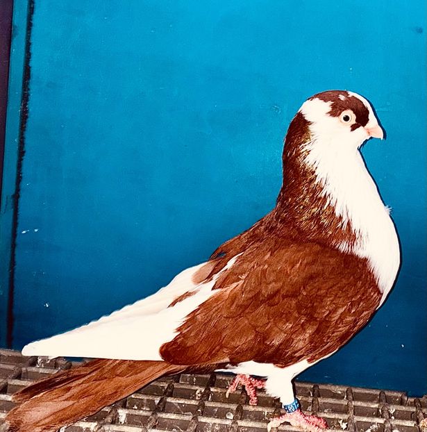 13852  mascul  2024 - Jucători de Galați