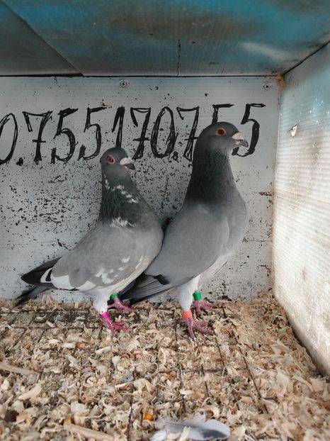  - Matca Porumbei 2026 culori rare