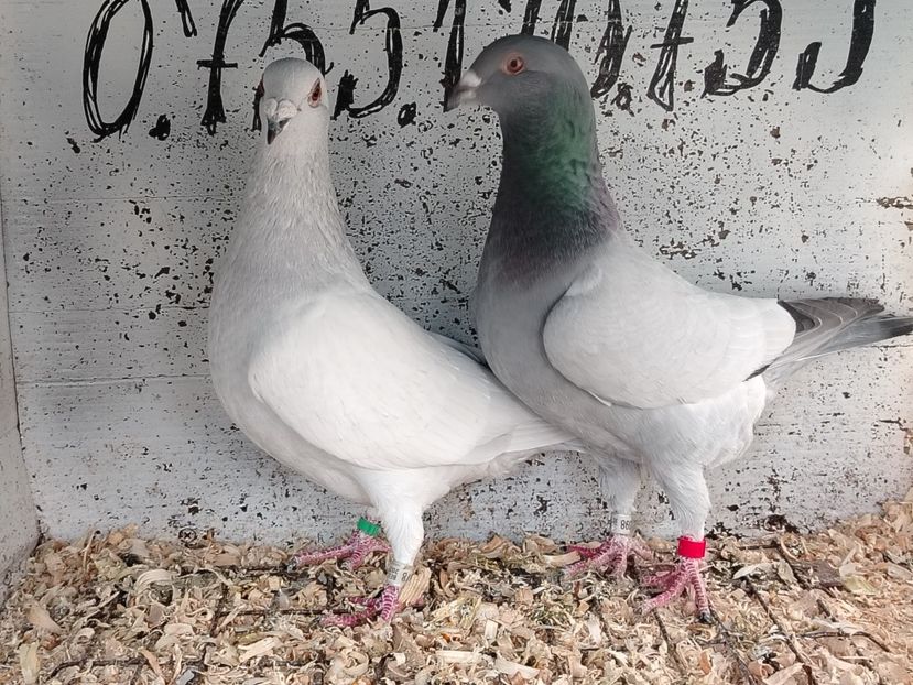  - Matca Porumbei 2026 culori rare