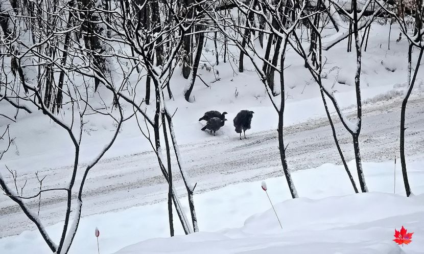 3 DINDES in Winter - A - DECO ART - CANADA