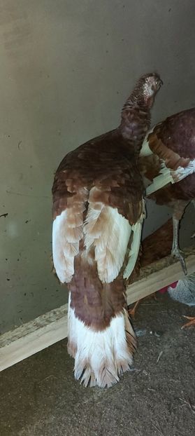 Screenshot_20260105_163617_Gallery - Curci red bourbon!