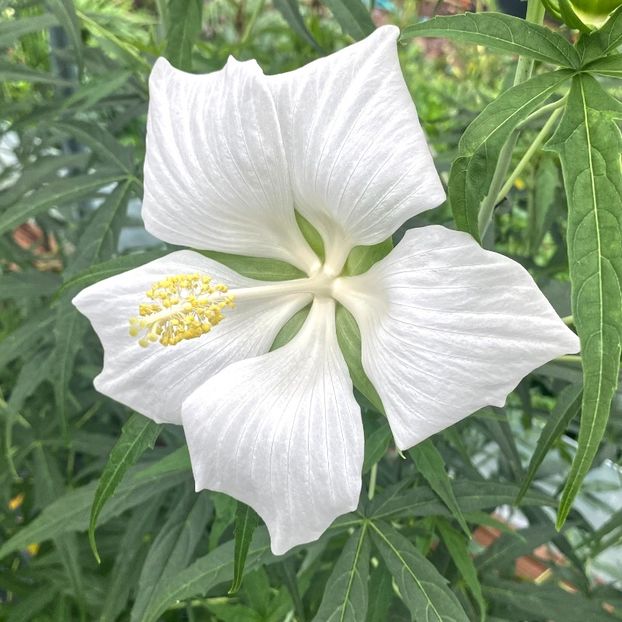 Hibiscus coccineus alb 10sem-5lei - aa Seminte disponibile