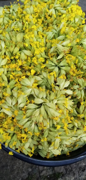  - -CIUBOTICA CUCULUI SI PRIMULE