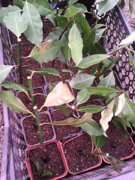  - -DAFIN - LAURUS NOBILIS