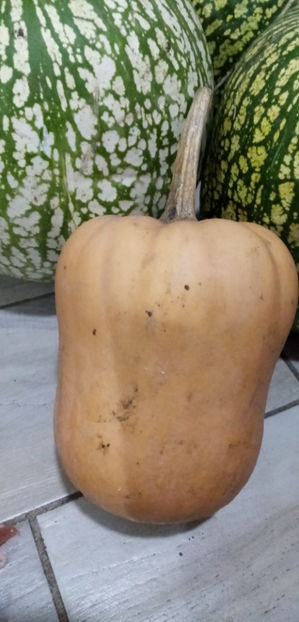  - -DOVLEAC DE PLACINTA