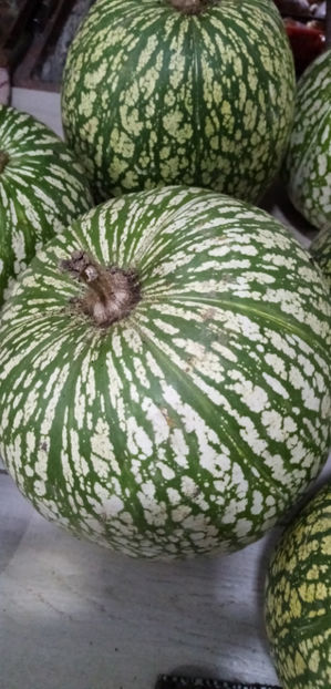  - -DOVLEAC SIAM---CHILACAYOTE---CURCUBITA FICIFOLIA