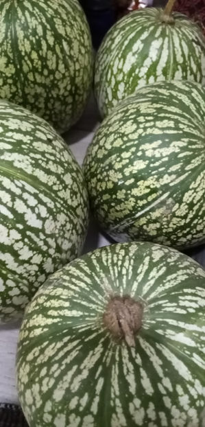  - -DOVLEAC SIAM---CHILACAYOTE---CURCUBITA FICIFOLIA