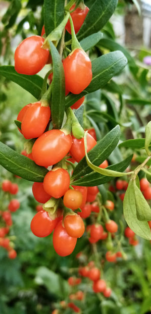  - -GOJI - LYCIUM BARBARUM