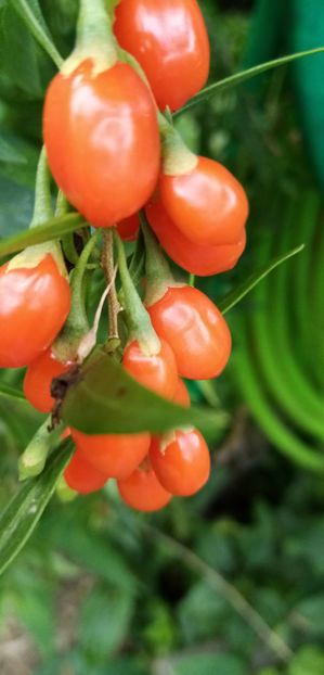  - -GOJI - LYCIUM BARBARUM