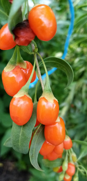  - -GOJI - LYCIUM BARBARUM