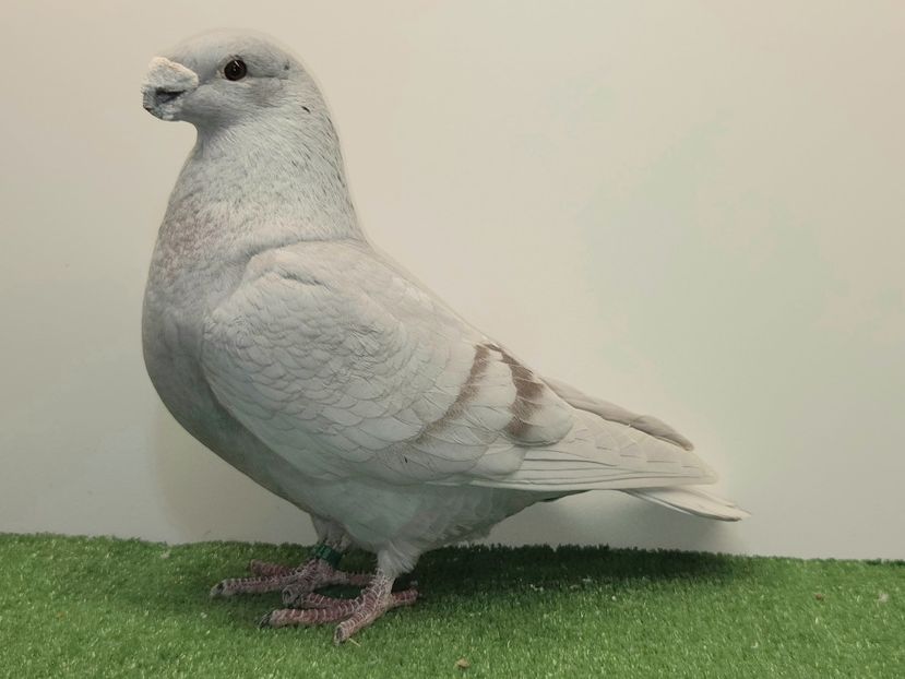 MASCUL 2025 - 87 - REZERVAT MANUEL ALVERNAZ - ASR REZERVAȚI