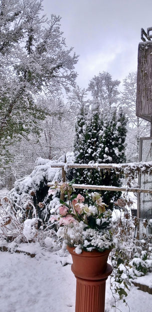 © - Helleborus - Spanz 2