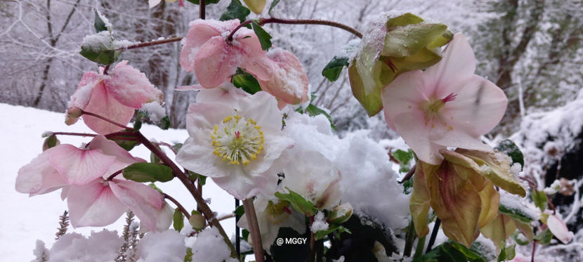 © - Helleborus - Spanz 2