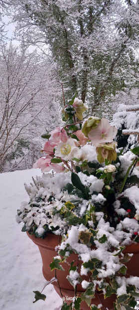 © - Helleborus - Spanz 2