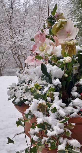 © - Helleborus - Spanz 2