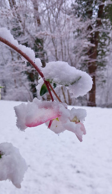 © - Helleborus - Spanz 2