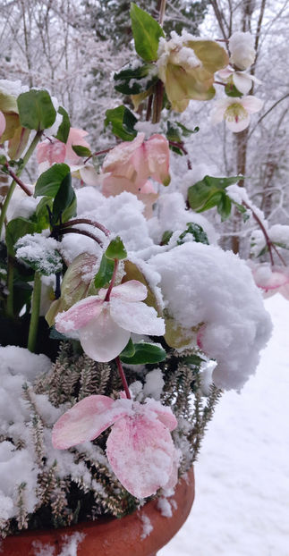 © - Helleborus - Spanz 2