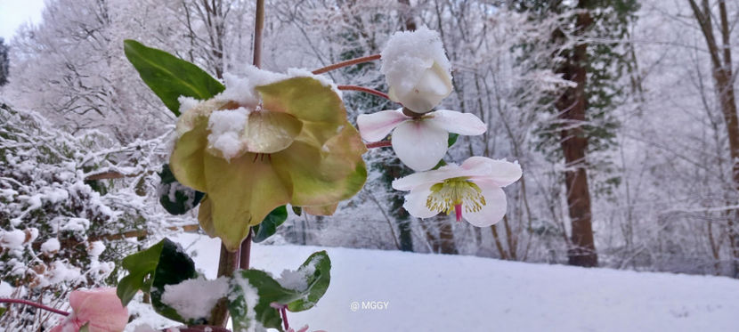 © - Helleborus - Spanz 2