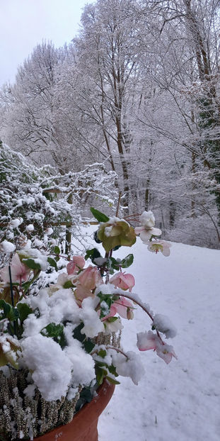 © - Helleborus - Spanz 2