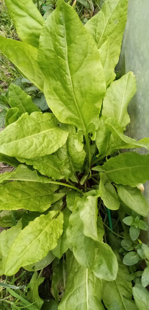  - -MACRIS - RUMEX ACETOSELLA