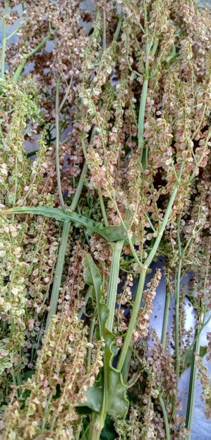  - -MACRIS - RUMEX ACETOSELLA