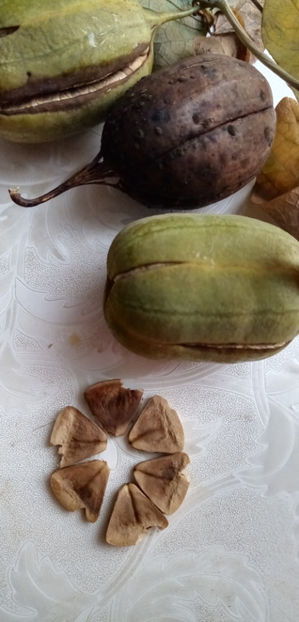  - -MARUL LUPULUI - ARISTOLOCHIA CLEMATITIS