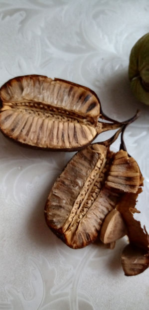  - -MARUL LUPULUI - ARISTOLOCHIA CLEMATITIS