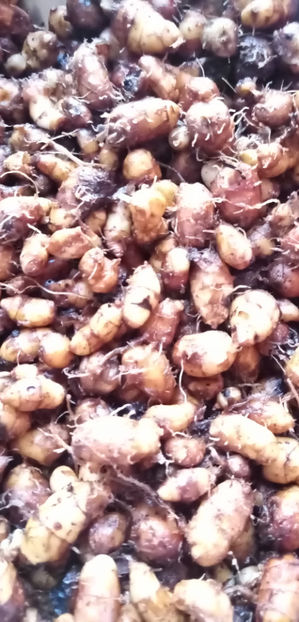  - -MIGDALE DE PAMANT