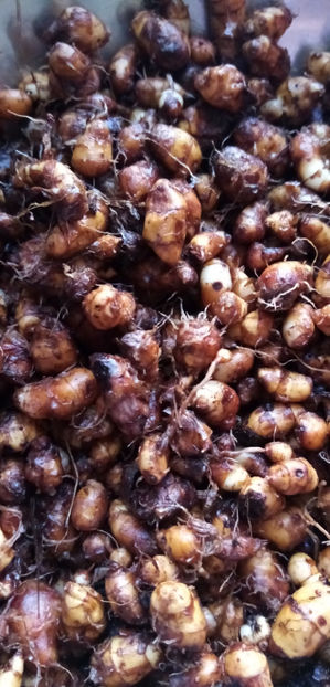  - -MIGDALE DE PAMANT