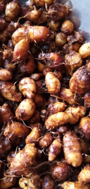  - -MIGDALE DE PAMANT