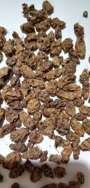  - -MIGDALE DE PAMANT